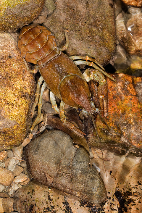 Austropotamobius pallipes